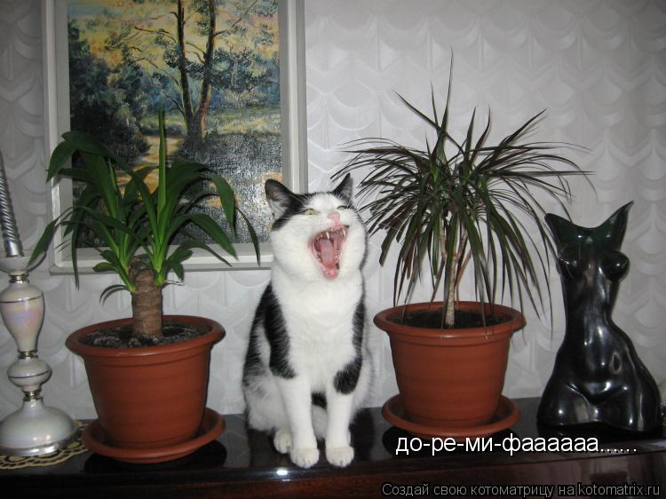 до-ре-ми-фаааааа......... Котоматрица: до-ре-ми-фаааааа......