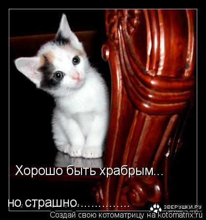 Хорошо быть храбрым... но страшно.................. Котоматрица: Хорошо быть храбрым... но страшно...............