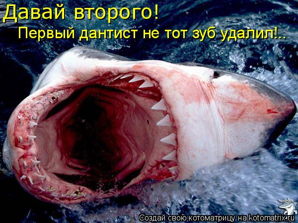 Давай второго! Первый дантист не тот зуб удалил!..... Котоматрица: Давай второго! Первый дантист не тот зуб удалил!..