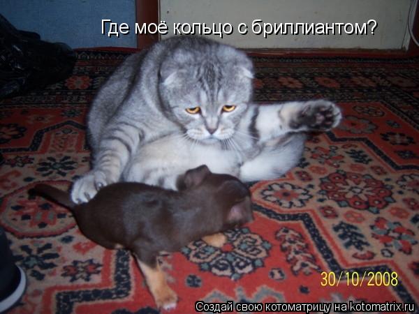Где моё кольцо с бриллиантом?... Котоматрица: Где моё кольцо с бриллиантом?