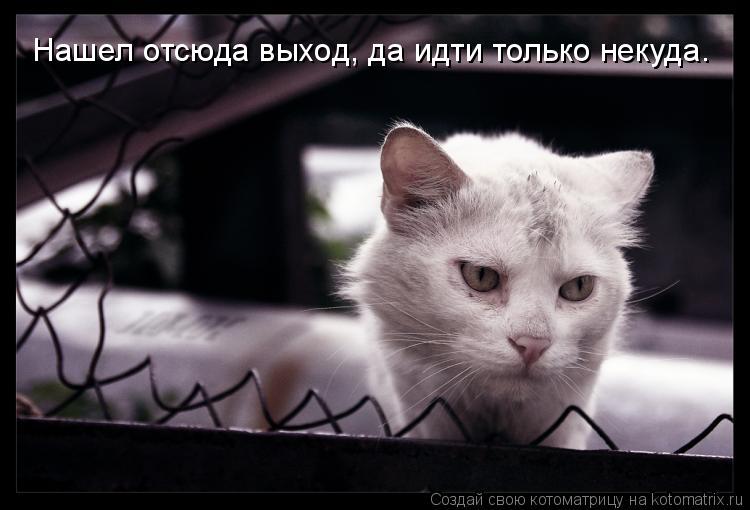 Нашел отсюда выход, да идти только некуда.... Котоматрица: Нашел отсюда выход, да идти только некуда.