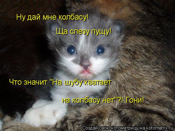 Ну дай мне колбасу! Ща слезу пущу! Что значит "На шубу хватает на колбасу нет"?! Гони!... Котоматрица: Ну дай мне колбасу! Ща слезу пущу! Что значит "На шубу хватает на колбасу нет"?! Гони!