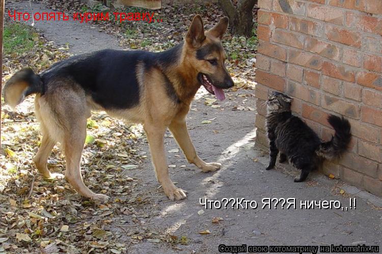 Что опять курим травку,,, Что??Кто Я??Я ничего,,!!... Котоматрица: Что опять курим травку,,, Что??Кто Я??Я ничего,,!!