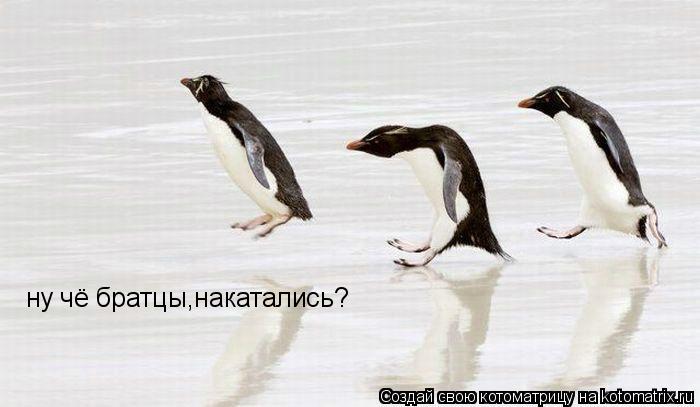 ну чё братцы,накатались?... Котоматрица: ну чё братцы,накатались?