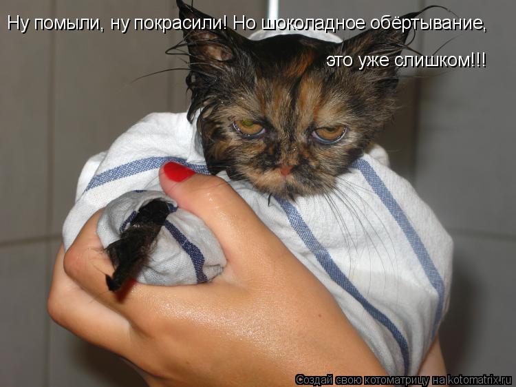 Ну помыли, ну покрасили! Но шоколадное обёртывание, это уже слишком!!!... Котоматрица: Ну помыли, ну покрасили! Но шоколадное обёртывание, это уже слишком!!!
