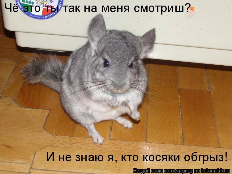 Чё это ты так на меня смотриш? И не знаю я, кто косяки обгрыз!... Котоматрица: Чё это ты так на меня смотриш? И не знаю я, кто косяки обгрыз!