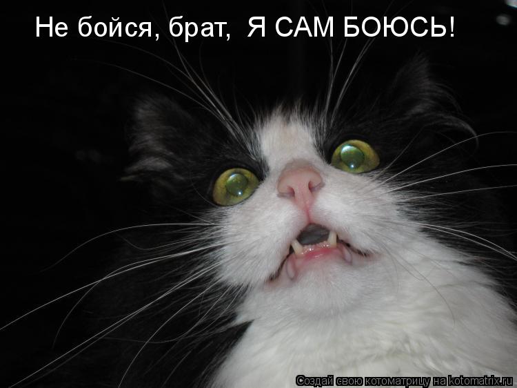 Не бойся, брат, Я САМ БОЮСЬ!... Котоматрица: Не бойся, брат, Я САМ БОЮСЬ!