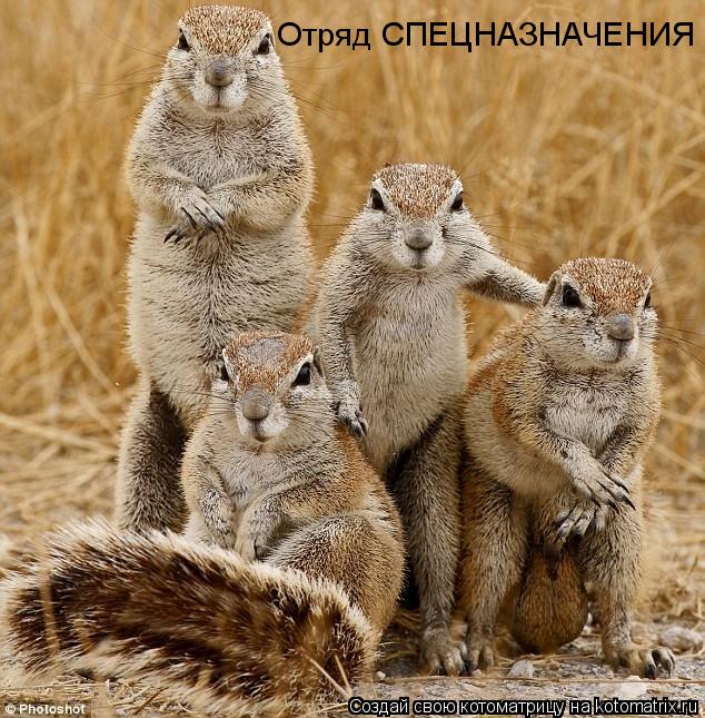 Отряд СПЕЦНАЗНАЧЕНИЯ... Котоматрица: Отряд СПЕЦНАЗНАЧЕНИЯ