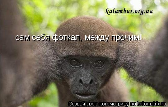 сам себя фоткал, между прочим!... Котоматрица: сам себя фоткал, между прочим!