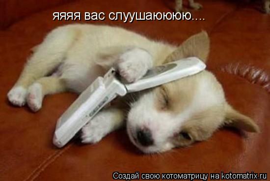 яяяя вас слуушаюююю....... Котоматрица: яяяя вас слуушаюююю....