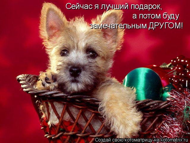 Сейчас я лучший подарок, а потом буду замечательным ДРУГОМ!... Котоматрица: Сейчас я лучший подарок, а потом буду замечательным ДРУГОМ!