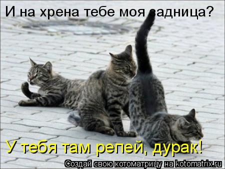 И на хрена тебе моя задница? У тебя там репей, дурак!... Котоматрица: И на хрена тебе моя задница? У тебя там репей, дурак!