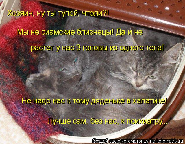 Хозяин, ну ты тупой, чтоли?! Мы не сиамские близнецы! Да и не растет у нас 3 головы из одного тела! Л... Котоматрица: Хозяин, ну ты тупой, чтоли?! Мы не сиамские близнецы! Да и не растет у нас 3 головы из одного тела! Лучше сам, без нас, к психиатру... Не надо нас к