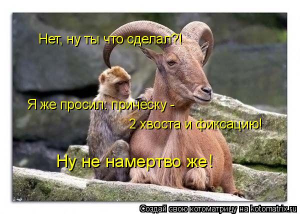 Нет, ну ты что сделал?! Я же просил: прическу - 2 хвоста и фиксацию! Ну не намертво же!... Котоматрица: Нет, ну ты что сделал?! Я же просил: прическу - 2 хвоста и фиксацию! Ну не намертво же!