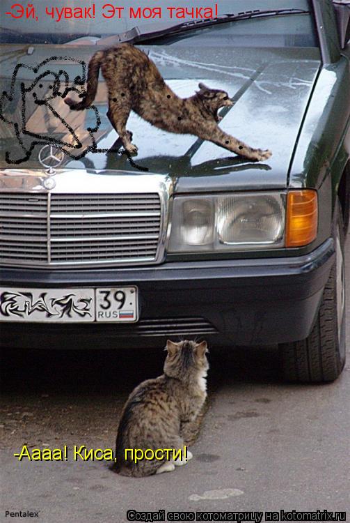 -Эй, чувак! Эт моя тачка! -Аааа! Киса, прости!... Котоматрица: -Эй, чувак! Эт моя тачка! -Аааа! Киса, прости!