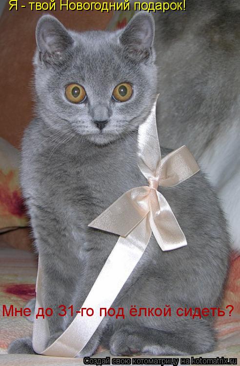 Я - твой Новогодний подарок! Мне до 31-го под ёлкой сидеть?... Котоматрица: Я - твой Новогодний подарок! Мне до 31-го под ёлкой сидеть?