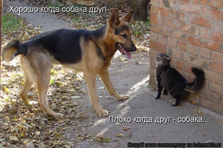Хорошо когда собака друг! Плохо когда друг - собака...... Котоматрица: Хорошо когда собака друг! Плохо когда друг - собака...