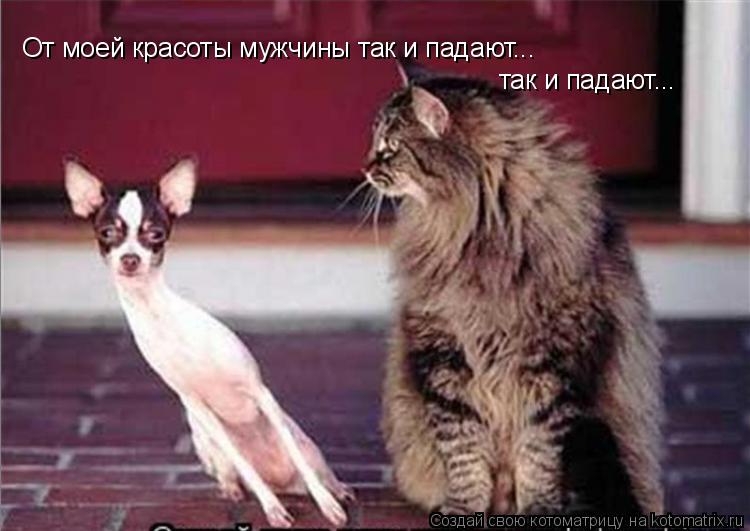 От моей красоты мужчины так и падают... так и падают...... Котоматрица: От моей красоты мужчины так и падают... так и падают...