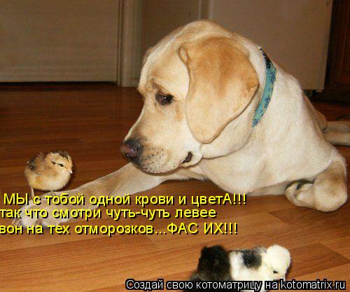 МЫ с тобой одной крови и цветА!!! так что смотри чуть-чуть левее вон на тех отморозков...ФАС ИХ!!!... Котоматрица: МЫ с тобой одной крови и цветА!!! так что смотри чуть-чуть левее вон на тех отморозков...ФАС ИХ!!!