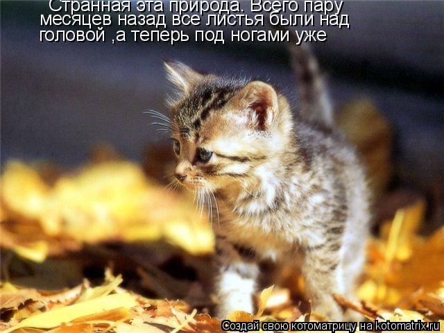 Странная эта природа. Всего пару месяцев назад все листья были над головой ,а теперь под ногами уже... Котоматрица: Странная эта природа. Всего пару месяцев назад все листья были над головой ,а теперь под ногами уже