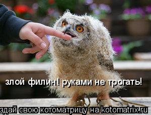 злой филин! руками не трогать!... Котоматрица: злой филин! руками не трогать!