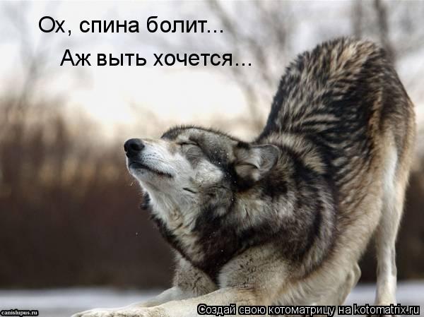 Ох, спина болит... Аж выть хочется...... Котоматрица: Ох, спина болит... Аж выть хочется...