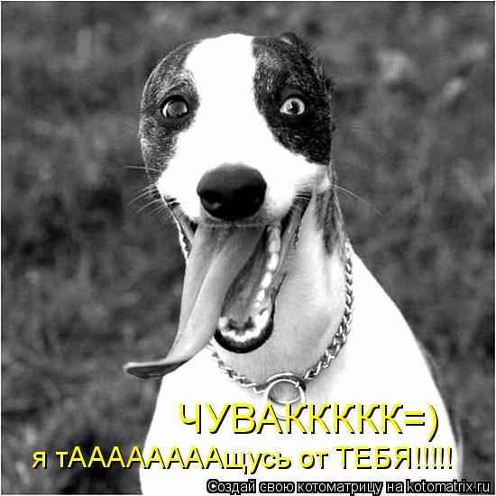 я тААААААААщусь от ТЕБЯ!!!!! ЧУВАККККК=)... Котоматрица: я тААААААААщусь от ТЕБЯ!!!!! ЧУВАККККК=)