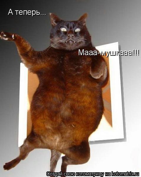 Котоматрица: А теперь... Мааа-мушкааа!!!