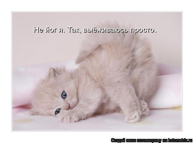 Котоматрица: Не йог я. Так, выёживаюсь просто.