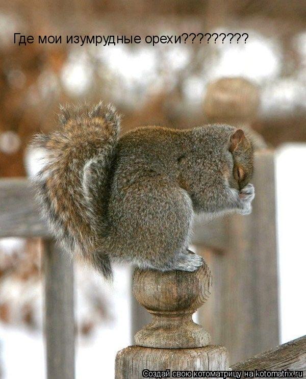 Где мои изумрудные орехи?????????... Котоматрица: Где мои изумрудные орехи?????????