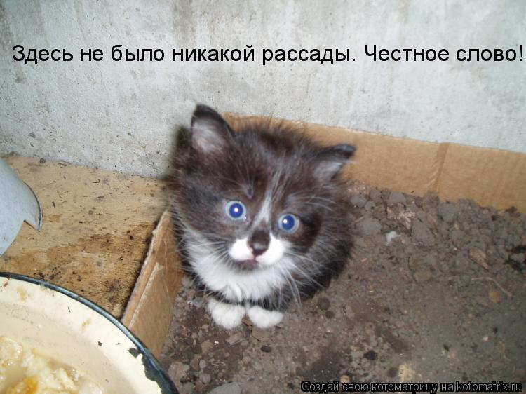 Здесь не было никакой рассады. Честное слово!... Котоматрица: Здесь не было никакой рассады. Честное слово!