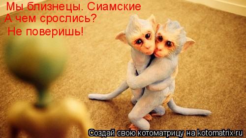 Мы близнецы. Сиамские А чем срослись? Не поверишь!... Котоматрица: Мы близнецы. Сиамские А чем срослись? Не поверишь!