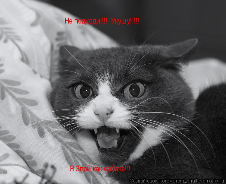Не подходи!!!! Укушу!!!!! Я Злой как сабака!!!... Котоматрица: Не подходи!!!! Укушу!!!!! Я Злой как сабака!!!