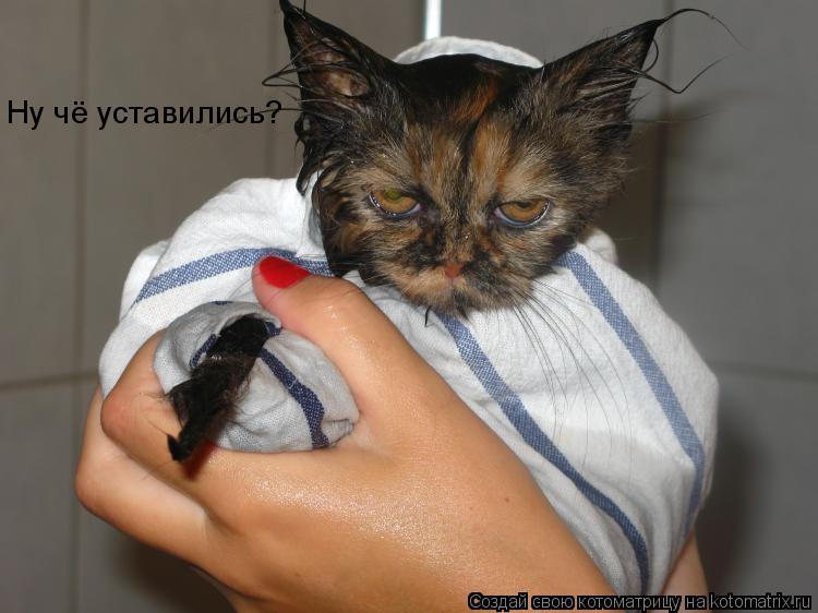 Ну чё уставились?... Котоматрица: Ну чё уставились?
