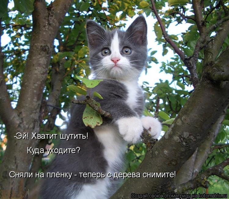 -Эй! Хватит шутить! Сняли на плёнку - теперь с дерева снимите! Куда уходите?... Котоматрица: -Эй! Хватит шутить! Сняли на плёнку - теперь с дерева снимите! Куда уходите?