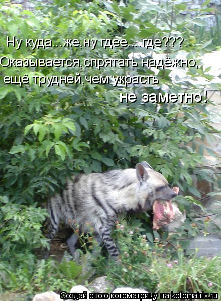 Ну куда...же,ну гдее....где??? Оказывается,спрятать надёжно, ещё трудней,чем украсть не заметно!... Котоматрица: Ну куда...же,ну гдее....где??? Оказывается,спрятать надёжно, ещё трудней,чем украсть не заметно!