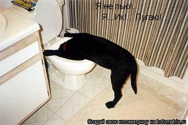Я не пью!... Я...Ик!... Пугаю!... Котоматрица: Я не пью!... Я...Ик!... Пугаю!