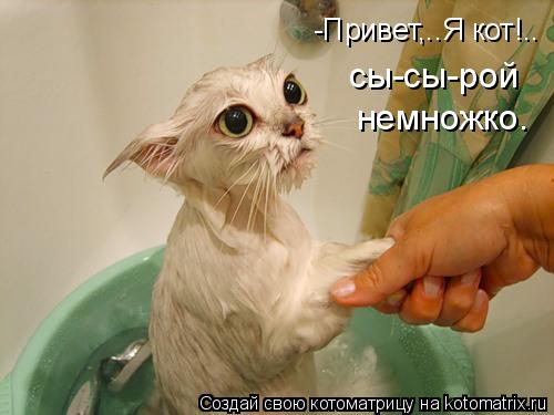 -Привет,..Я кот!.. сы-сы-рой немножко.... Котоматрица: -Привет,..Я кот!.. сы-сы-рой немножко.