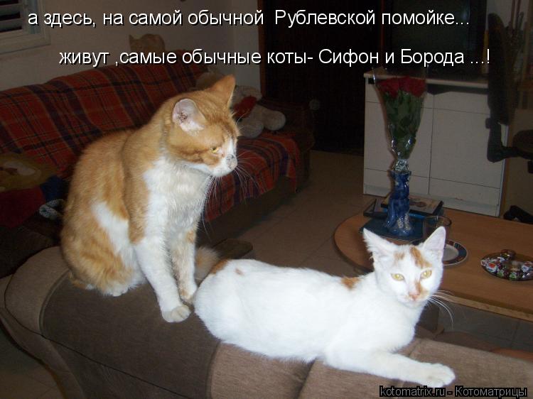 а здесь, на самой обычной Рублевской помойке... живут ,самые обычные коты- Сифон и Борода ...!... Котоматрица: а здесь, на самой обычной Рублевской помойке... живут ,самые обычные коты- Сифон и Борода ...!