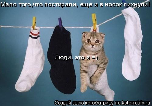 Мало того,что постирали, еще и в носок пихнули! Люди, это я =)... Котоматрица: Мало того,что постирали, еще и в носок пихнули! Люди, это я =)