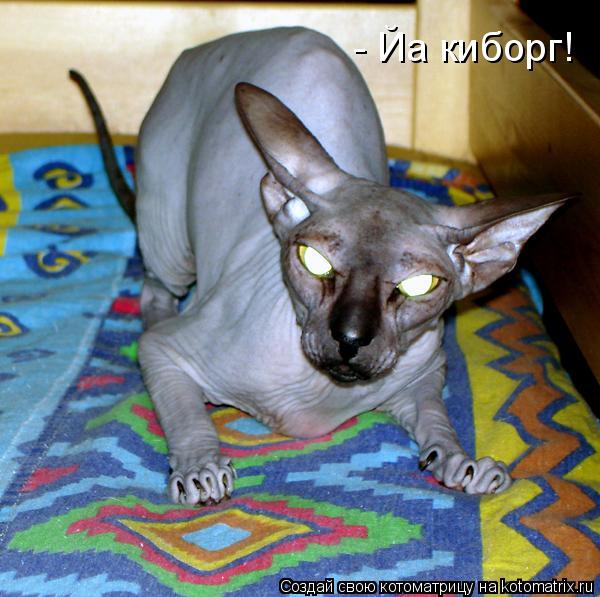 - Йа киборг!... Котоматрица: - Йа киборг!