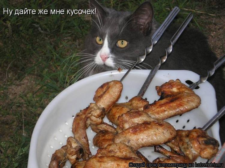 Ну дайте же мне кусочек!... Котоматрица: Ну дайте же мне кусочек!