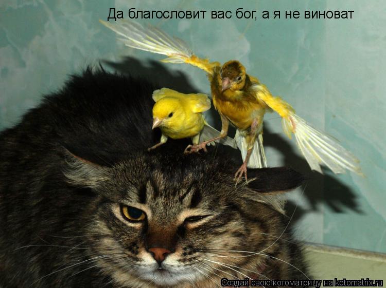 Да благословит вас бог, а я не виноват... Котоматрица: Да благословит вас бог, а я не виноват