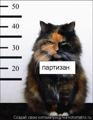 партизан... Котоматрица: партизан