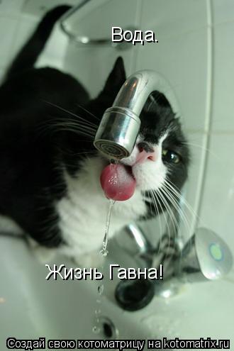 Вода. Жизнь Гавна!... Котоматрица: Вода. Жизнь Гавна!