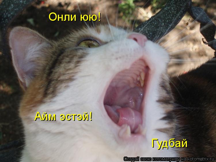 Онли юю! Айм эстэй! Гудбай... Котоматрица: Онли юю! Айм эстэй! Гудбай