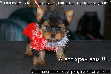 Вы думаете , что я маленькое ,пушистое и тупое созздание? А вот хрен вам !!!... Котоматрица: Вы думаете , что я маленькое ,пушистое и тупое созздание? А вот хрен вам !!!