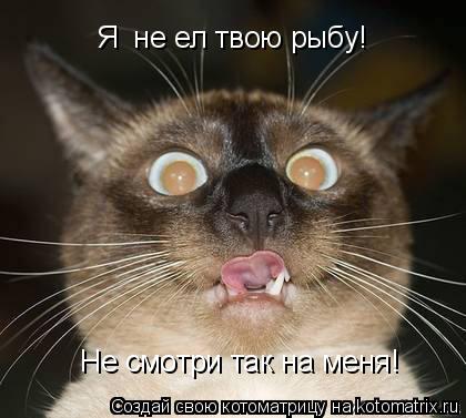 Я не ел твою рыбу! Не смотри так на меня!... Котоматрица: Я не ел твою рыбу! Не смотри так на меня!