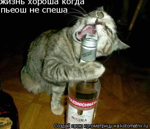 жизнь хороша когда пьеош не спеша... Котоматрица: жизнь хороша когда пьеош не спеша