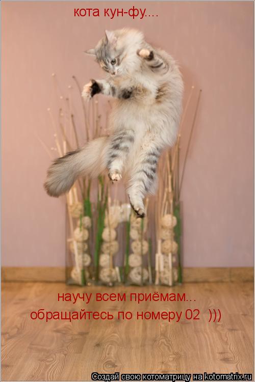 кота кун-фу.... научу всем приёмам... научу всем приёмам... обращайтесь по номеру 02 )))... Котоматрица: кота кун-фу.... научу всем приёмам... научу всем приёмам... обращайтесь по номеру 02 )))